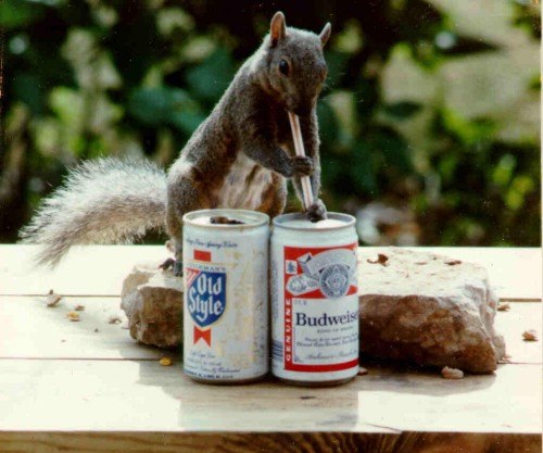 bud-squirrel.jpg