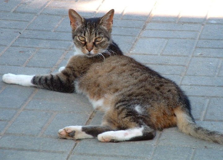 Burger - The Cat.JPG