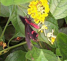 Butterfly.jpg