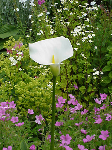 calla-lily.jpg