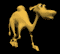 camel.gif