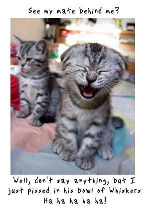 cat%20laughing.jpg