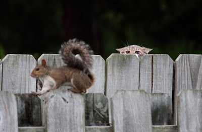 cat hunting squirrel.jpg