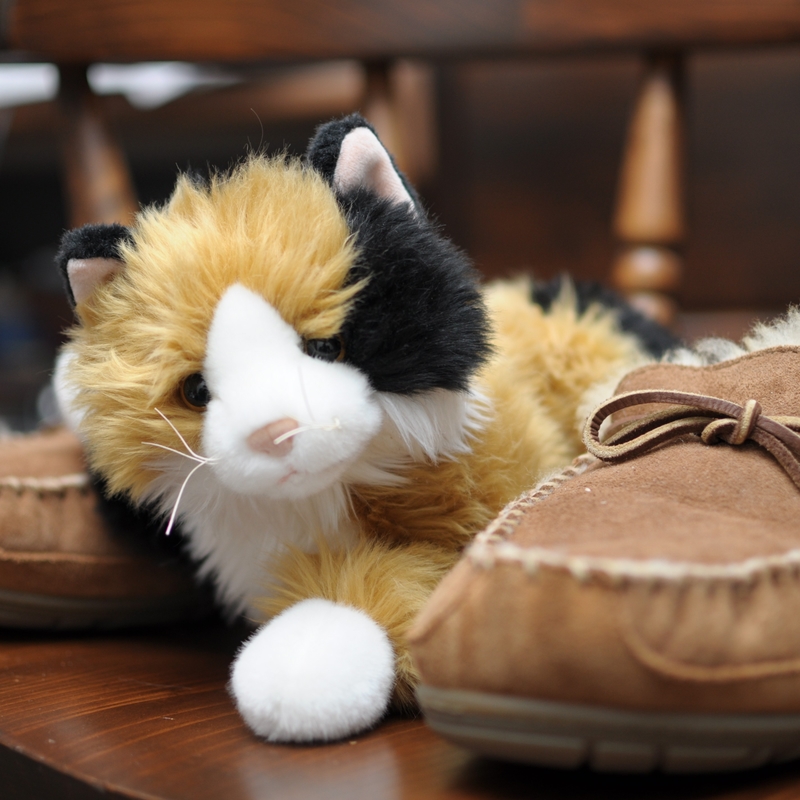 Cat01 800.jpg