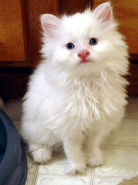 cat1.jpg