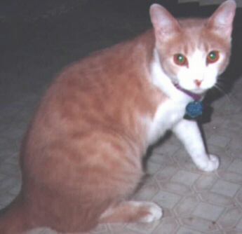 cat2.jpg