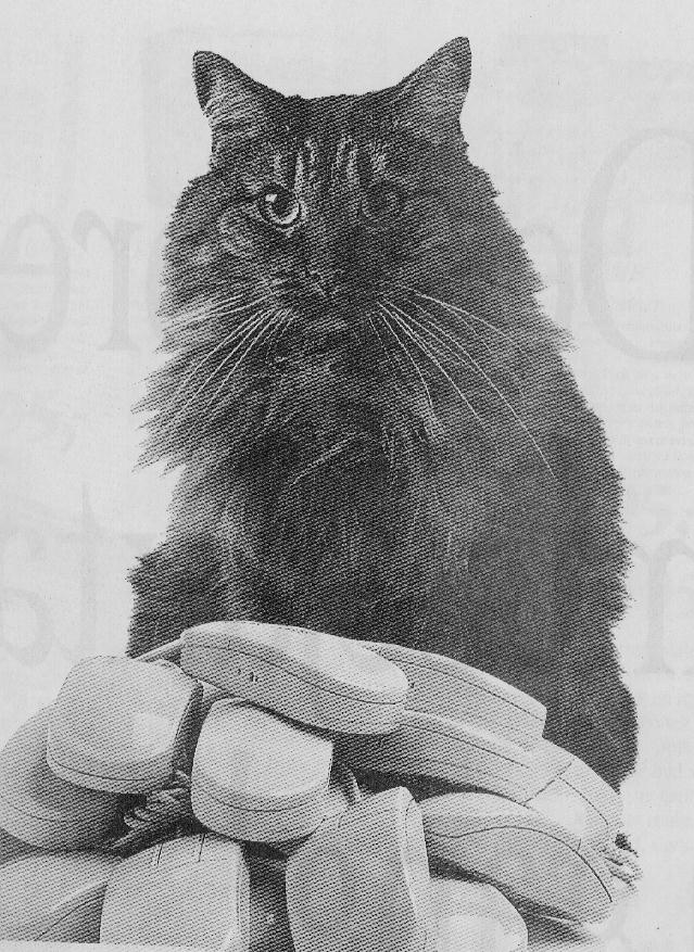cat_mice.jpg