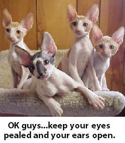 catears.jpg