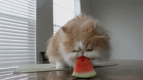 catmelon.gif