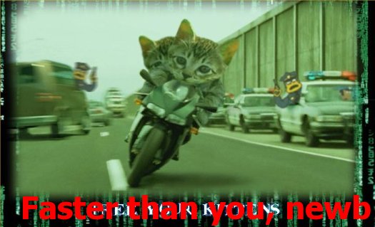 Cats on Motorcycle.jpg