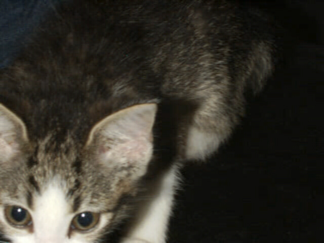 cats04.jpg