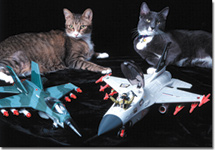 cats_planes.jpeg