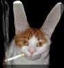 catsmoke_small.jpg