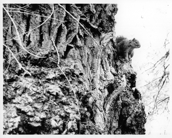 chauzuphoto03.jpg