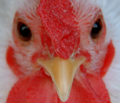 chicken.jpg