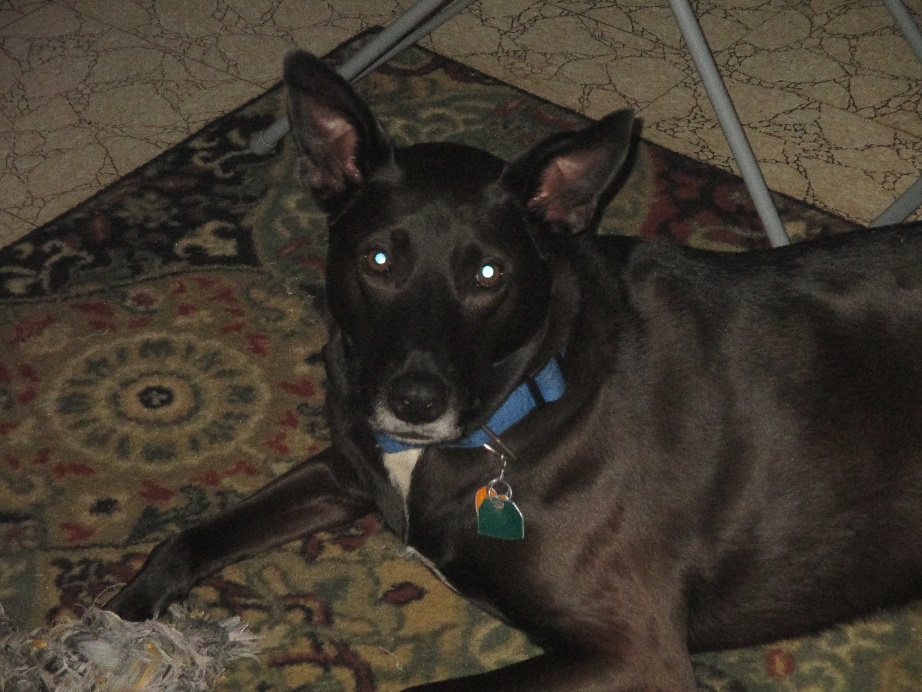 chrissy dog.jpg