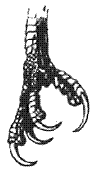 claw tattoo.GIF