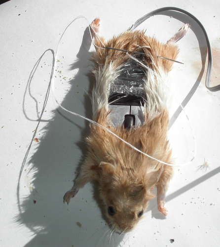 computer_mouse_using_a_real_dead_mouse_5.jpg