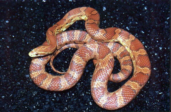 cornsnake.jpg