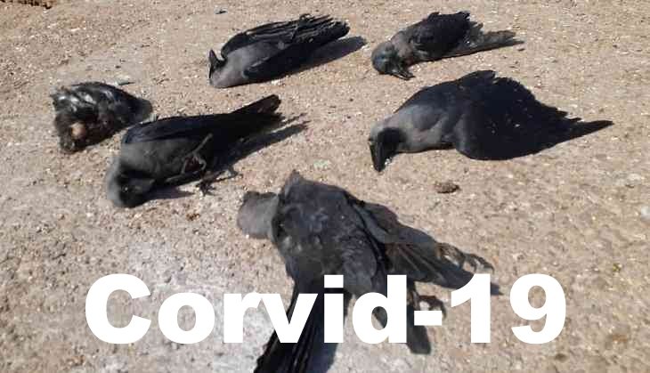 Corvid-19.jpg