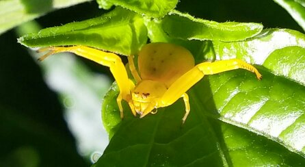 crab spider.jpg