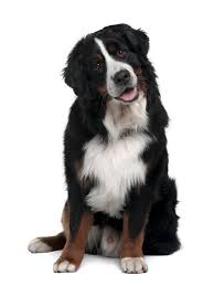 cute dog twisted head.jpg