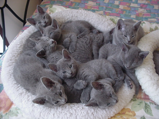 CuteKitten-07.jpg