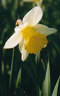 daffodil.jpg