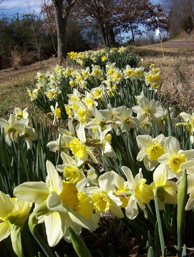 daffs.JPG
