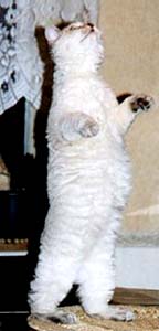 dancing-white-cat.jpg