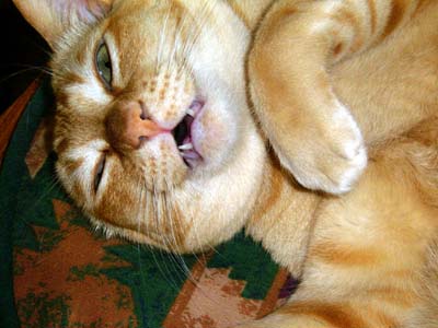 deadcat.jpg