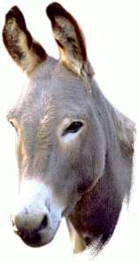 donkey_ani_01.gif