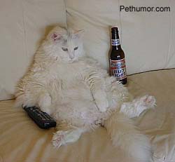 drunkcat.jpg
