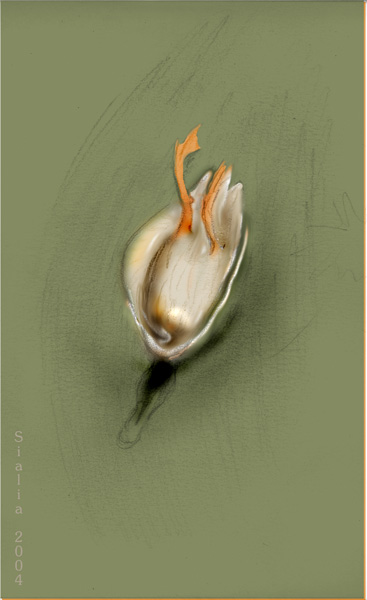 duck-flattened.jpg