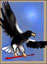 eagle5.jpg