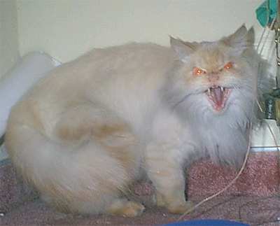 evil cat1.jpg