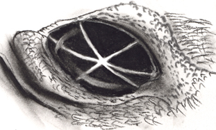 eye.jpg