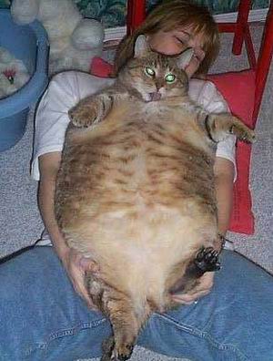 fatcat.jpg