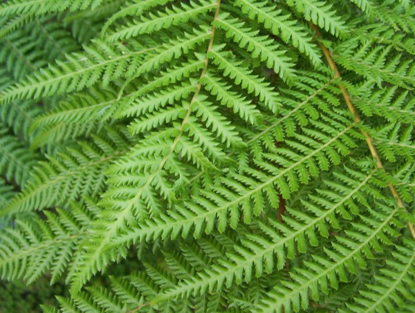 fern.jpg