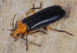 fire beetle 001.jpg