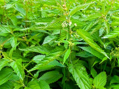 flora.jpg
