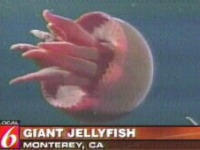 flumph.jpg