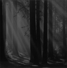 forest.jpg