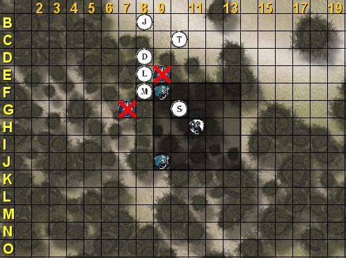 forest5.JPG