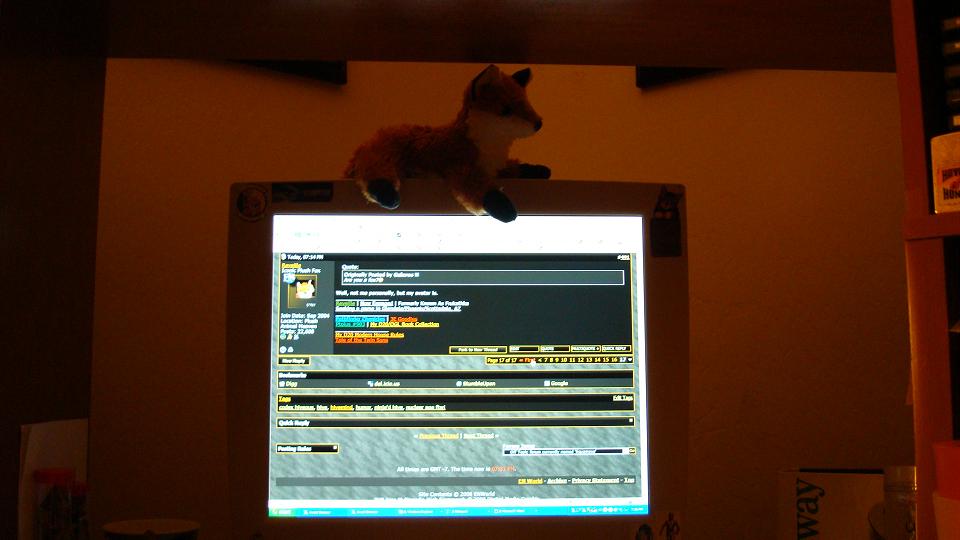 Foxy Boy.JPG