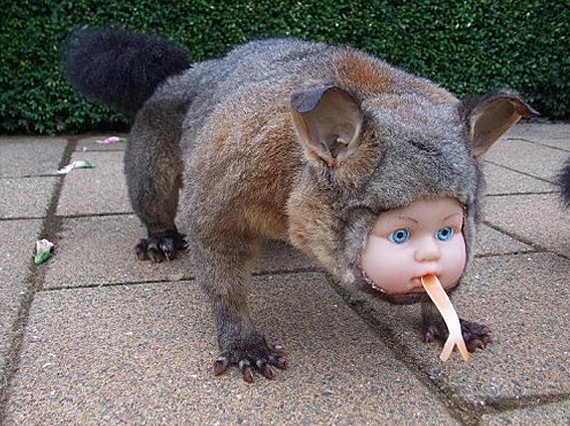 freaky-doll-taxidermy.jpg