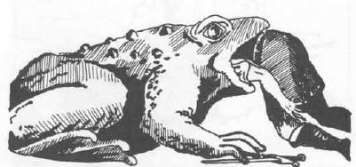 frog.gif