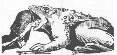 frog_2.jpg