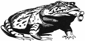 frog_3.jpg