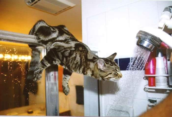 funny stuff - pet cat - showerdrink.jpg